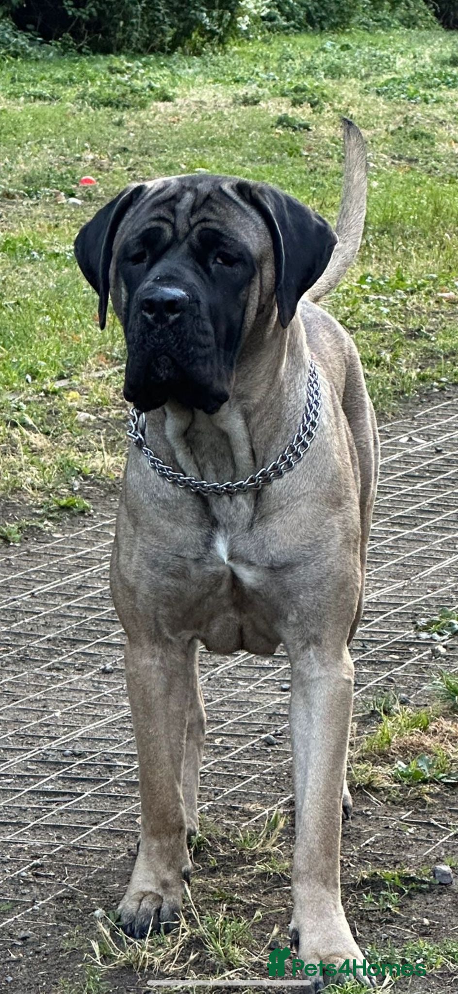 Cane Corso dogs Cane Corso Puppies for sale - Advert 1