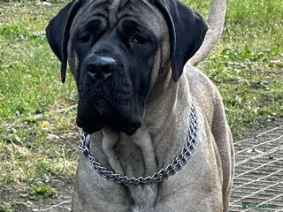 Cane Corso dogs Cane Corso Puppies for sale - Advert 1
