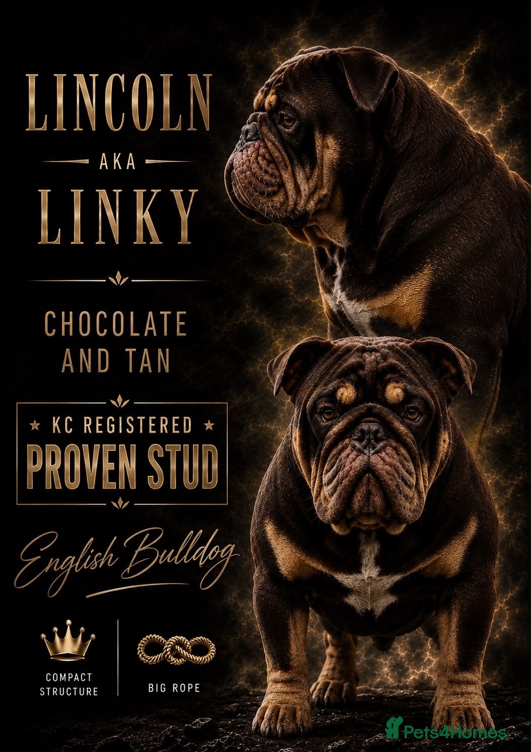 English Bulldog dogs English bulldog stud linky  - Advert 22