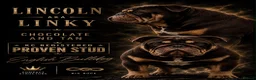 English Bulldog dogs for stud: English bulldog stud linky  - Advert 1