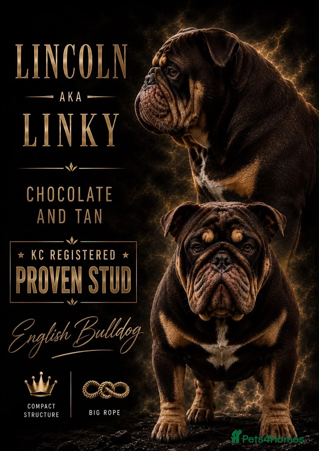 English Bulldog dogs for stud: English bulldog stud linky  - Advert 1