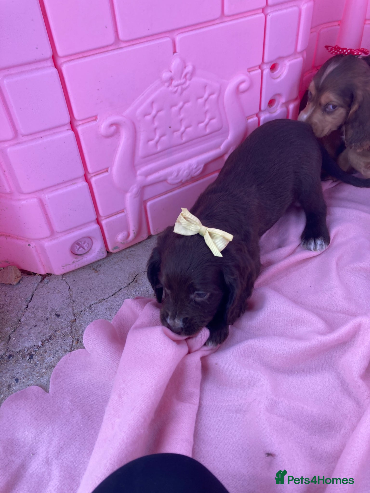 Cocker Spaniel dogs Cocker spaniel puppy’s  - Advert 2