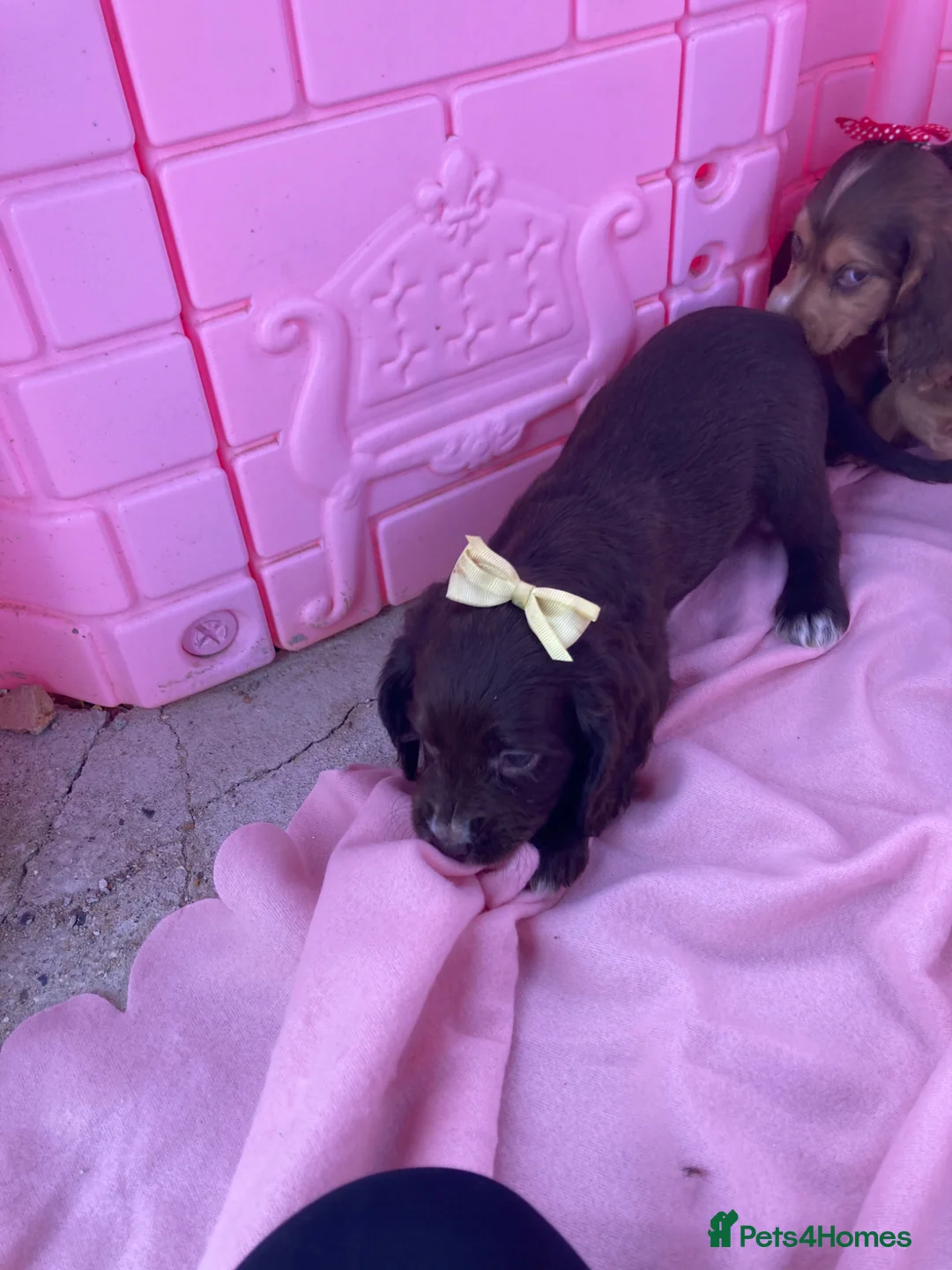 Cocker Spaniel dogs for sale: Cocker spaniel puppy’s  - Advert 2