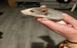 Rat rodents for sale: Mixed baby rats  - Advert 11