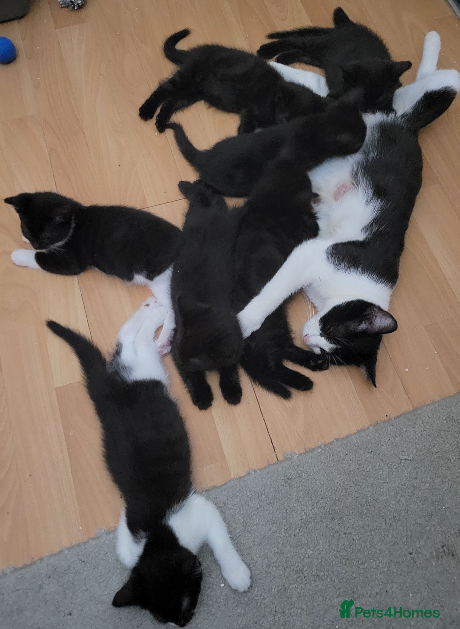 Domestic Shorthair cats Ready to Fly the Nest  - Advert 9