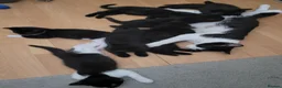Domestic Shorthair cats for sale: Ready to Fly the Nest  - Advert 1