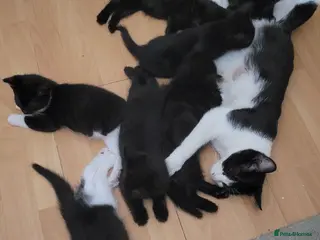 Domestic Shorthair cats Ready to Fly the Nest - Advert 2