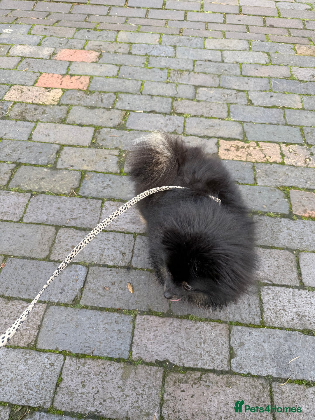 Pomeranian dogs for sale: Roxy the Pomeranian - Advert 11