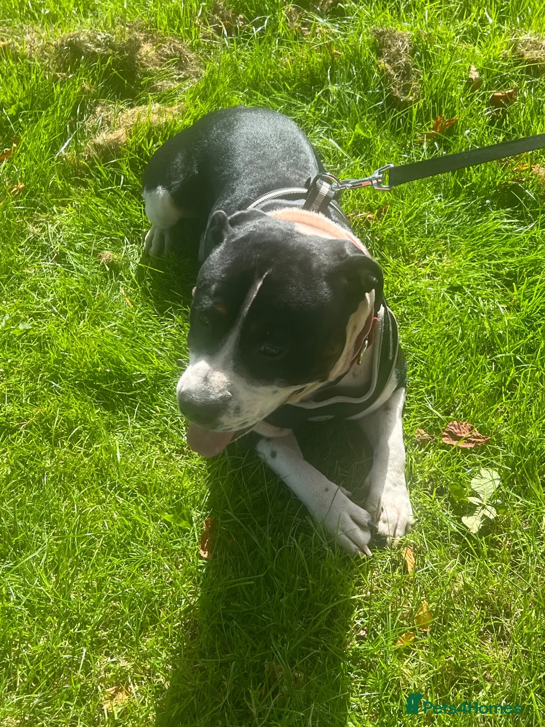 American Bull Staffy dogs for sale: Staffy for Rehoming”. in Paisley - Advert 2