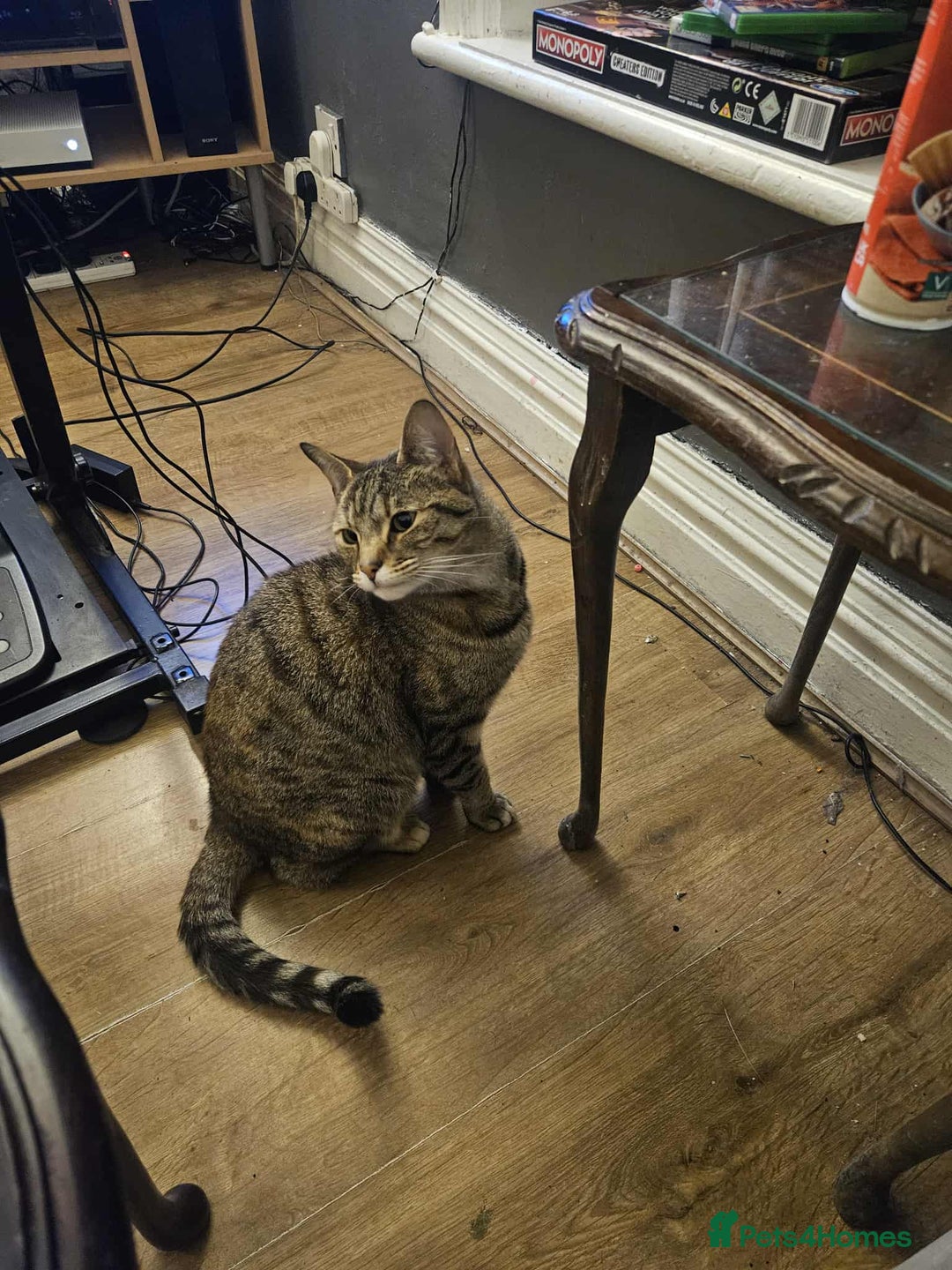 Mixed Breed cats for sale: Cat needing home - Image 2