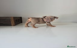 English Bulldog dogs for sale: 🏡 Ready to leave this Sunday 27.07.25 🏡 in Crawley - Image 11