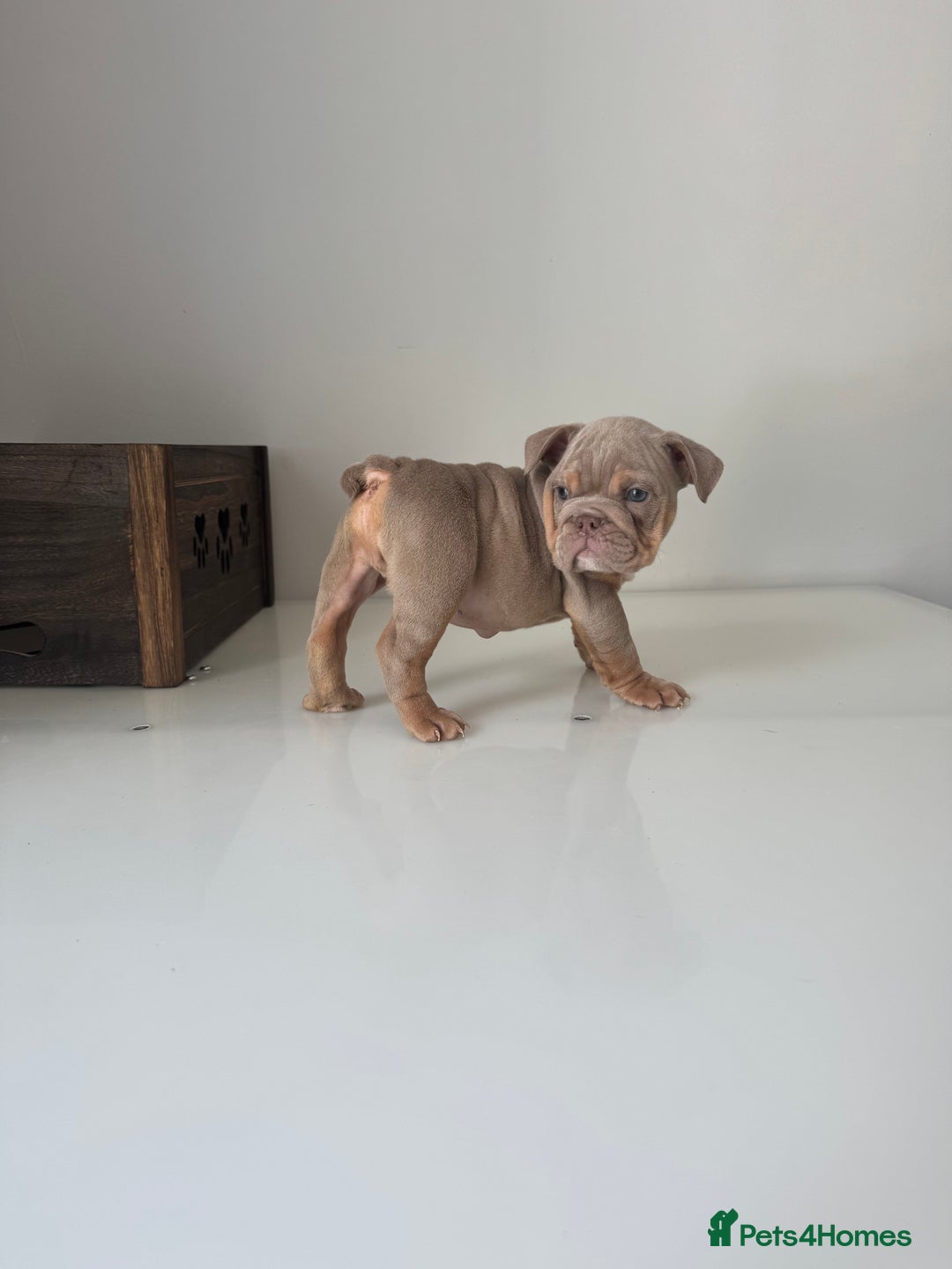 English Bulldog dogs for sale: 🏡 Ready to leave this Sunday 27.07.25 🏡 in Crawley - Image 11