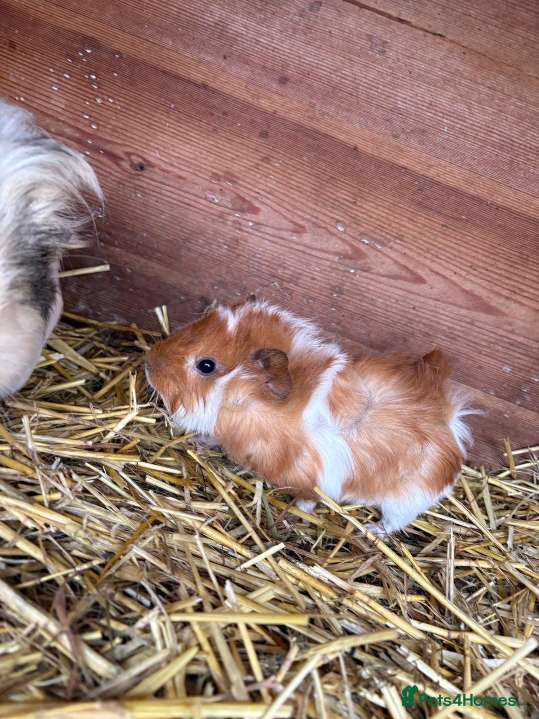 Guinea Pig rodents for sale: Baby guinea pig looking for loving home  - Advert 3