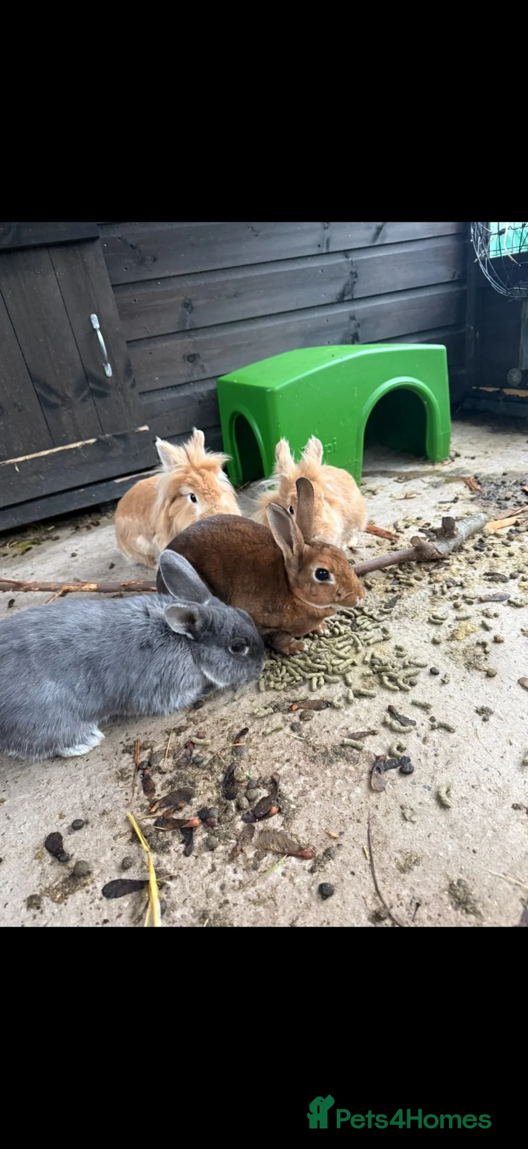 Rex rabbits for sale: Gorgeous neutered & vaccinated mini Rex  - Advert 3