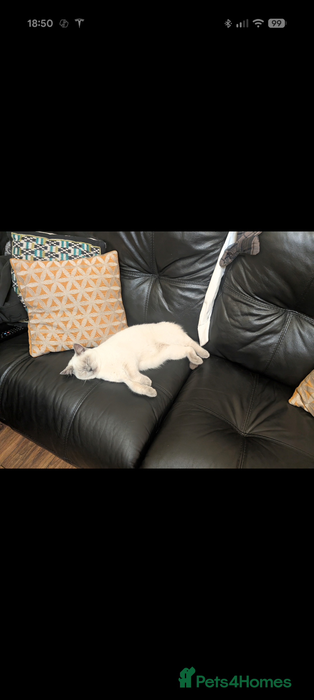 British Shorthair cats for sale: Male British shorthair white 10 months - Advert 5
