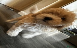 Bichon Frise dogs for sale: Bichon Frise - very rare - Goldie  - Image 9