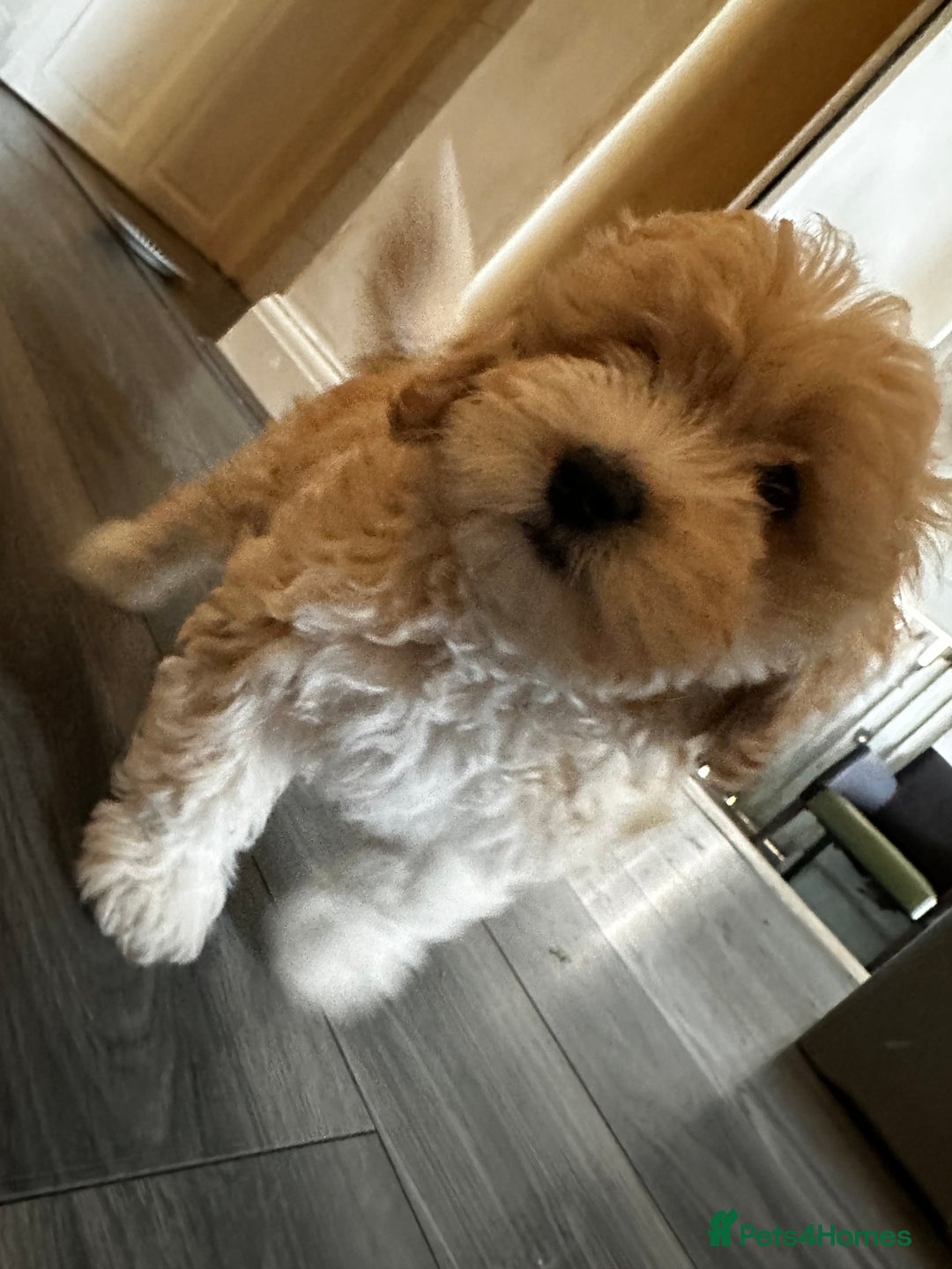 Bichon Frise dogs for sale: Bichon Frise - very rare - Goldie  - Image 9