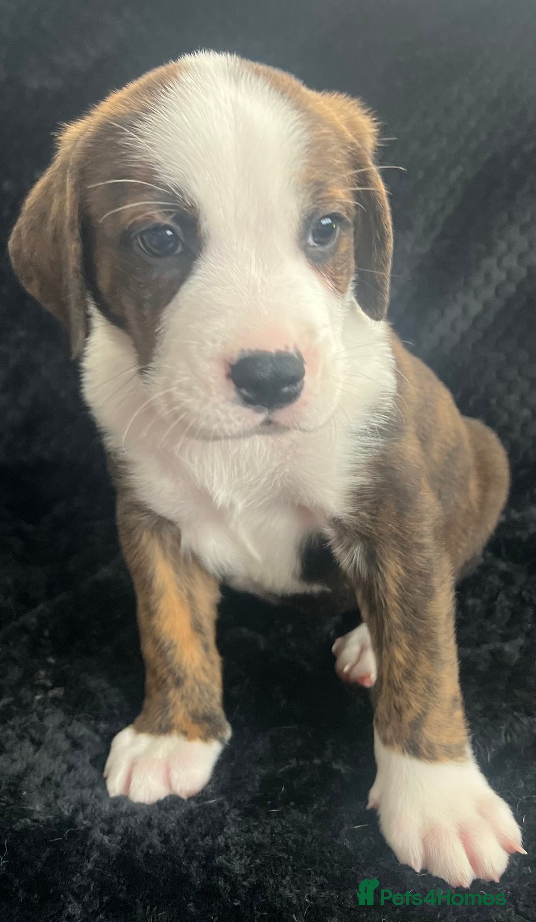Mixed Breed dogs for sale: American Bulldog X Bernese mountain Dogs  - Image 6