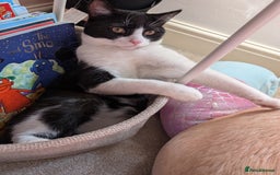 Domestic Shorthair cats for sale: Olaf and stitch need a new home  - Image 7