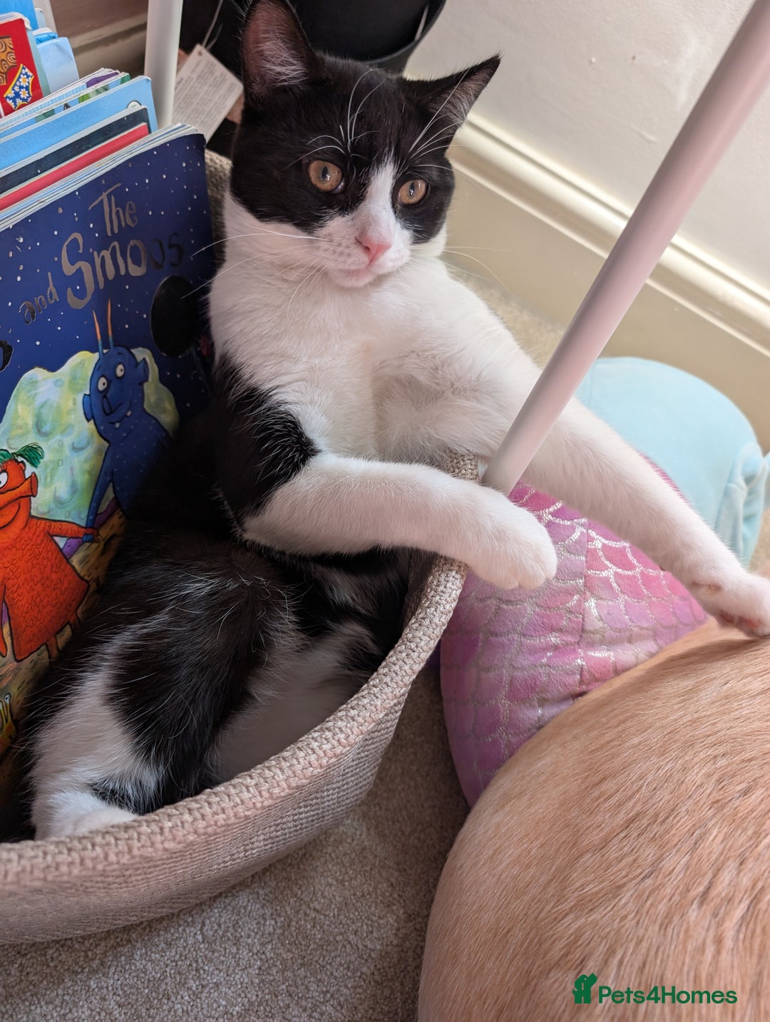 Domestic Shorthair cats for sale: Olaf and stitch need a new home  - Image 7