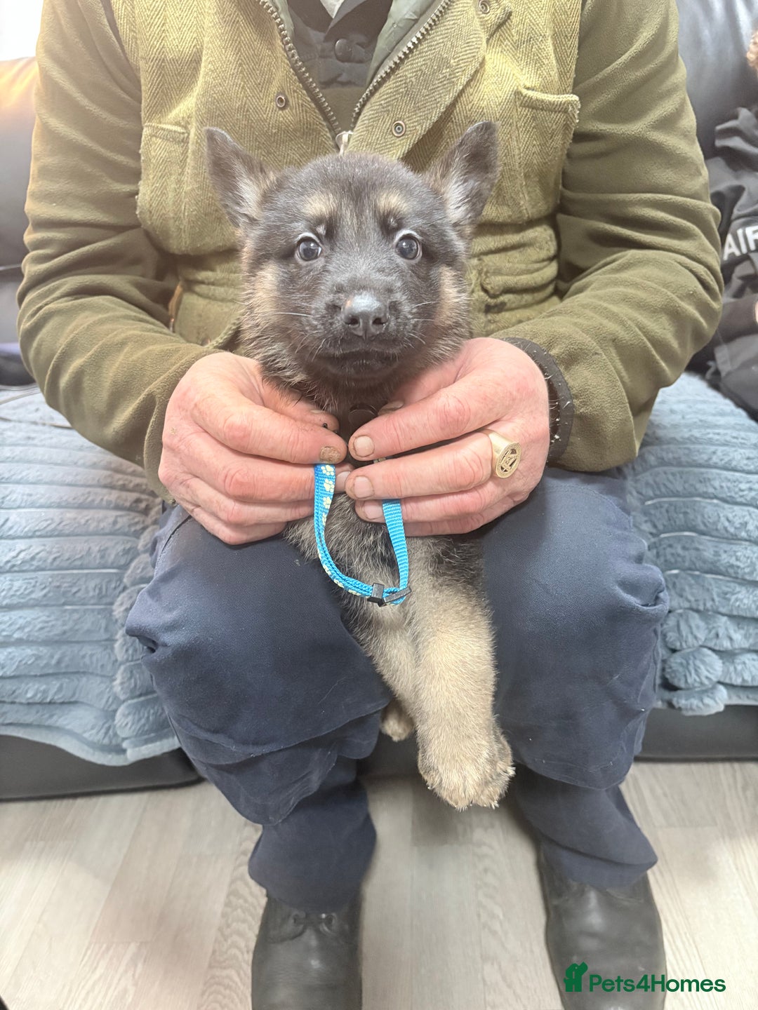 German Shepherd dogs for sale: German shepherd puppies - Advert 8