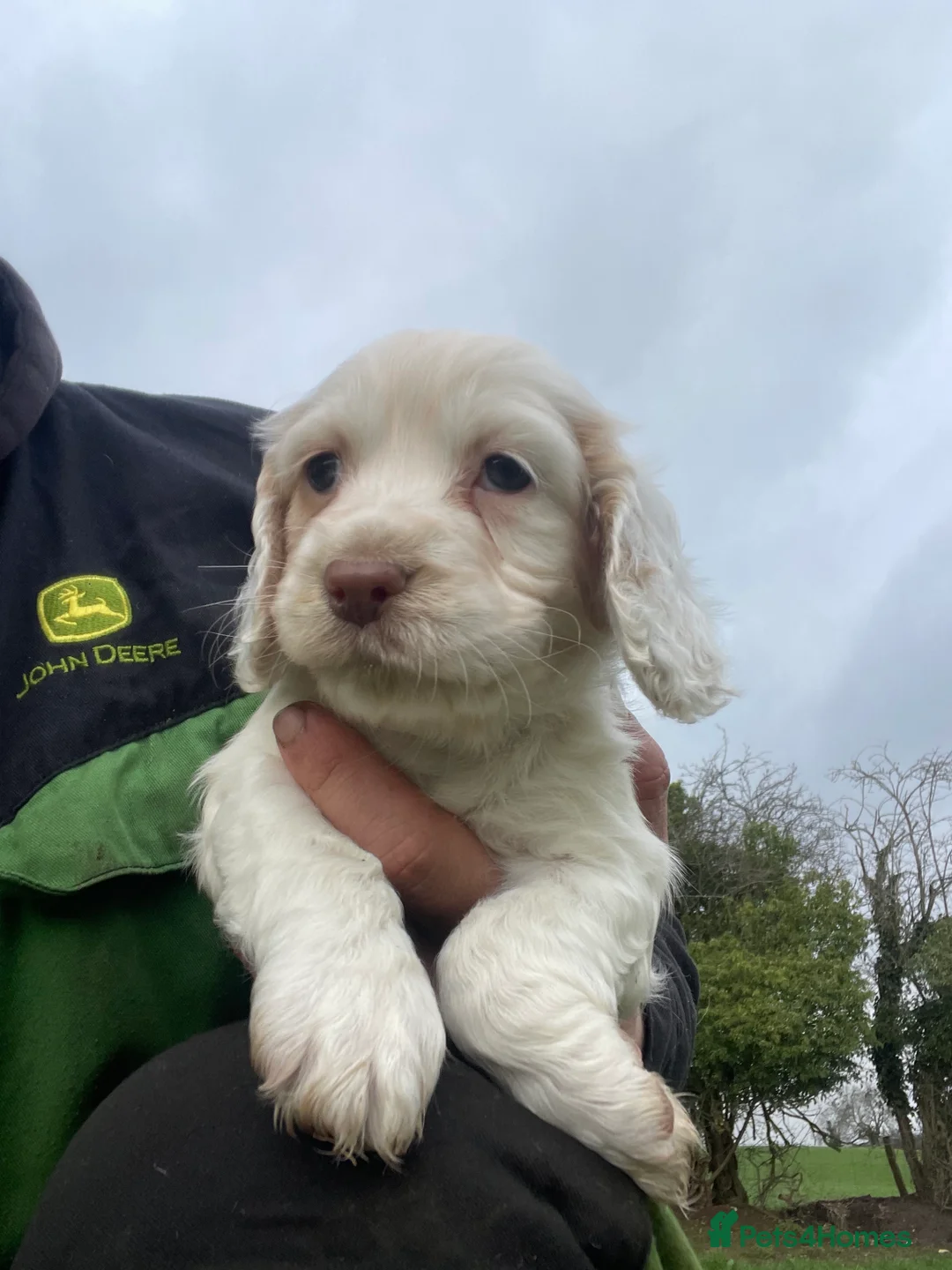 Sprocker dogs for sale: Sprocker puppies  - Advert 11