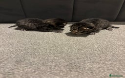 Bengal cats for sale: Gorgeous kittens for sale  - Image 3