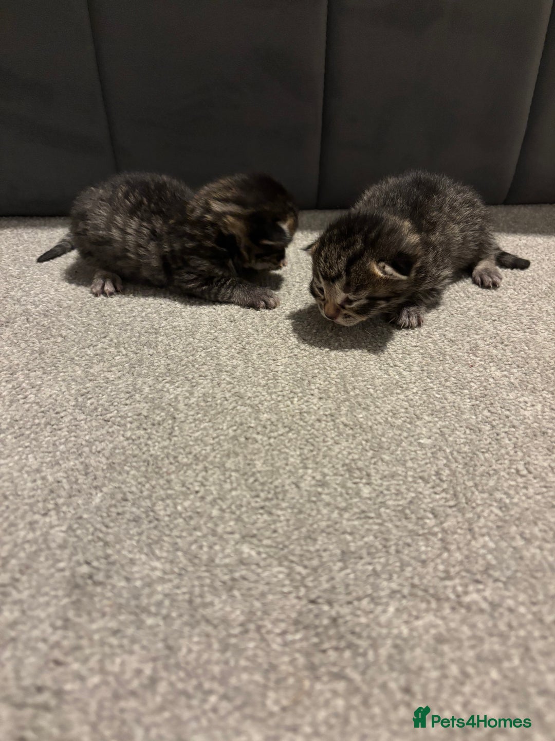 Bengal cats for sale: Gorgeous kittens for sale  - Image 3
