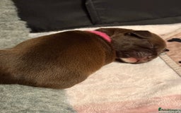 Mixed Breed dogs for sale: French bulldog cross puppies - Advert 7