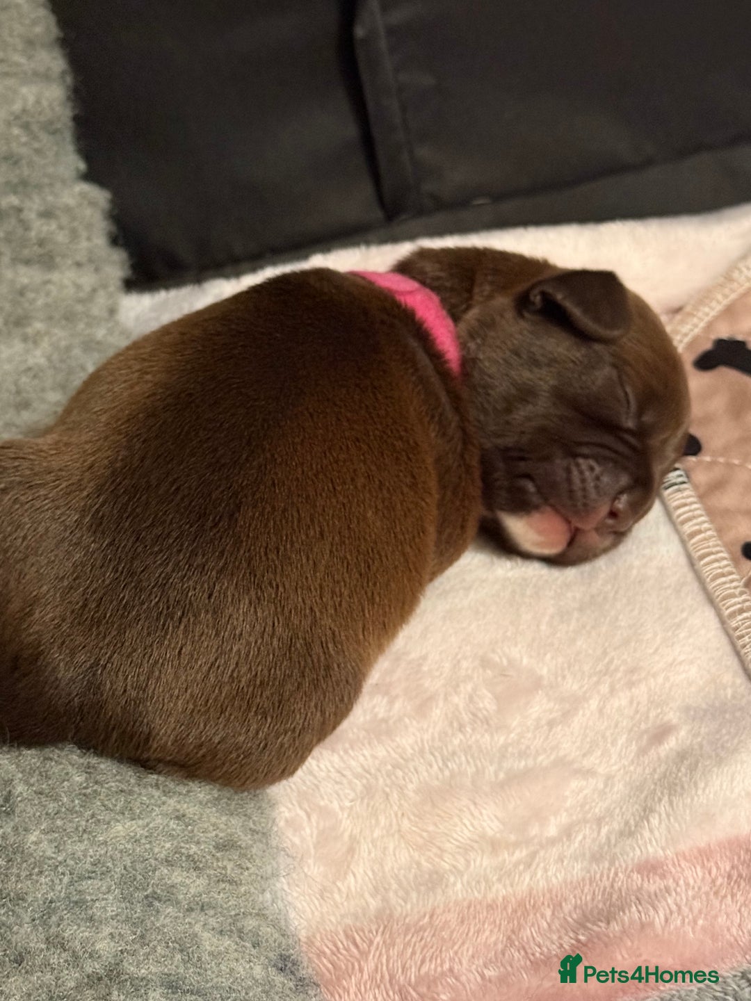 Mixed Breed dogs for sale: French bulldog cross puppies - Advert 7