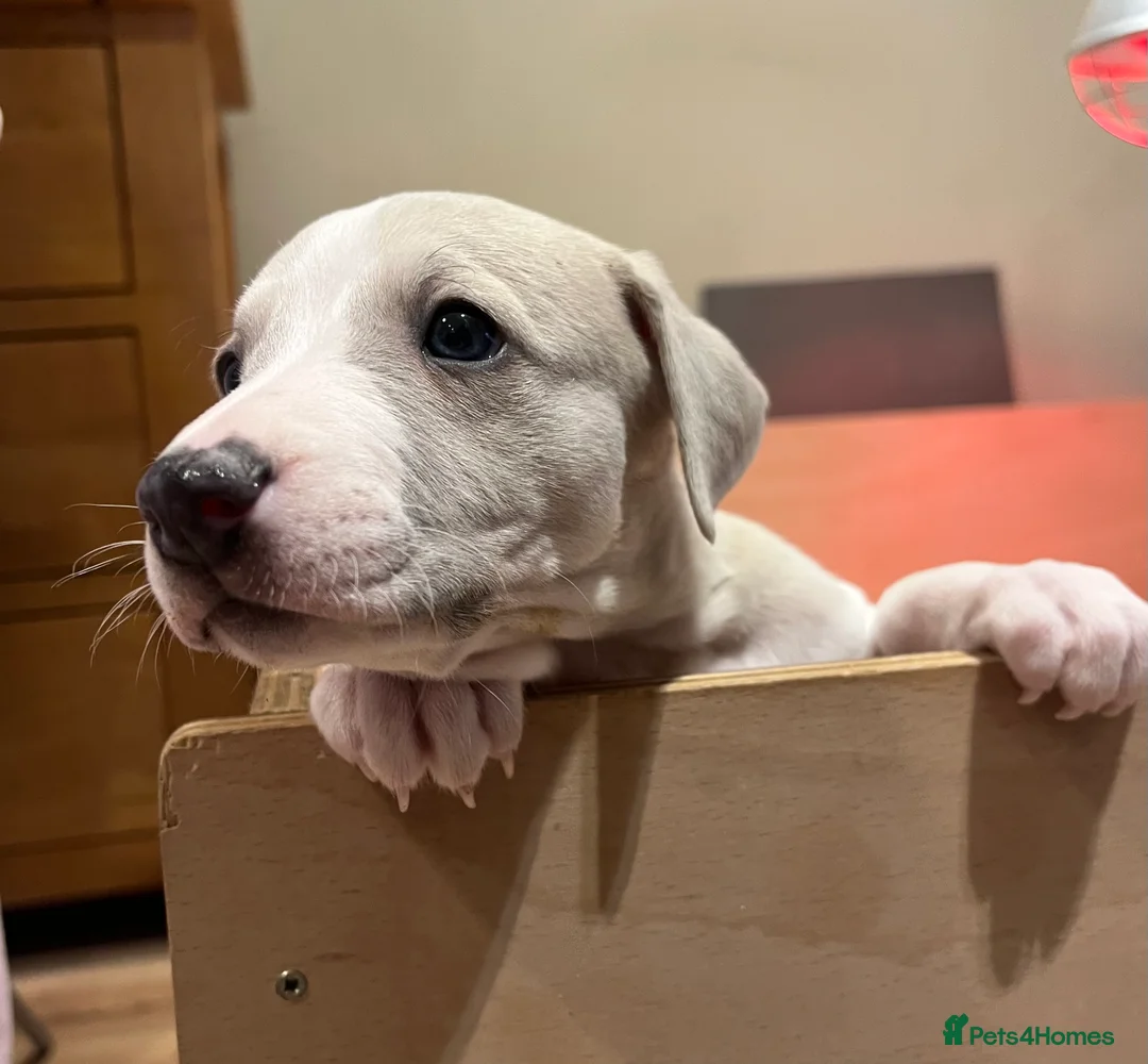 Whippet dogs for sale: Great quality Whippet puppies for sale - Advert 12