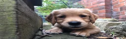 Golden Retriever dogs for sale: KC Reg Dark Red Golden Retriever-100% DNA Tested - Advert 7