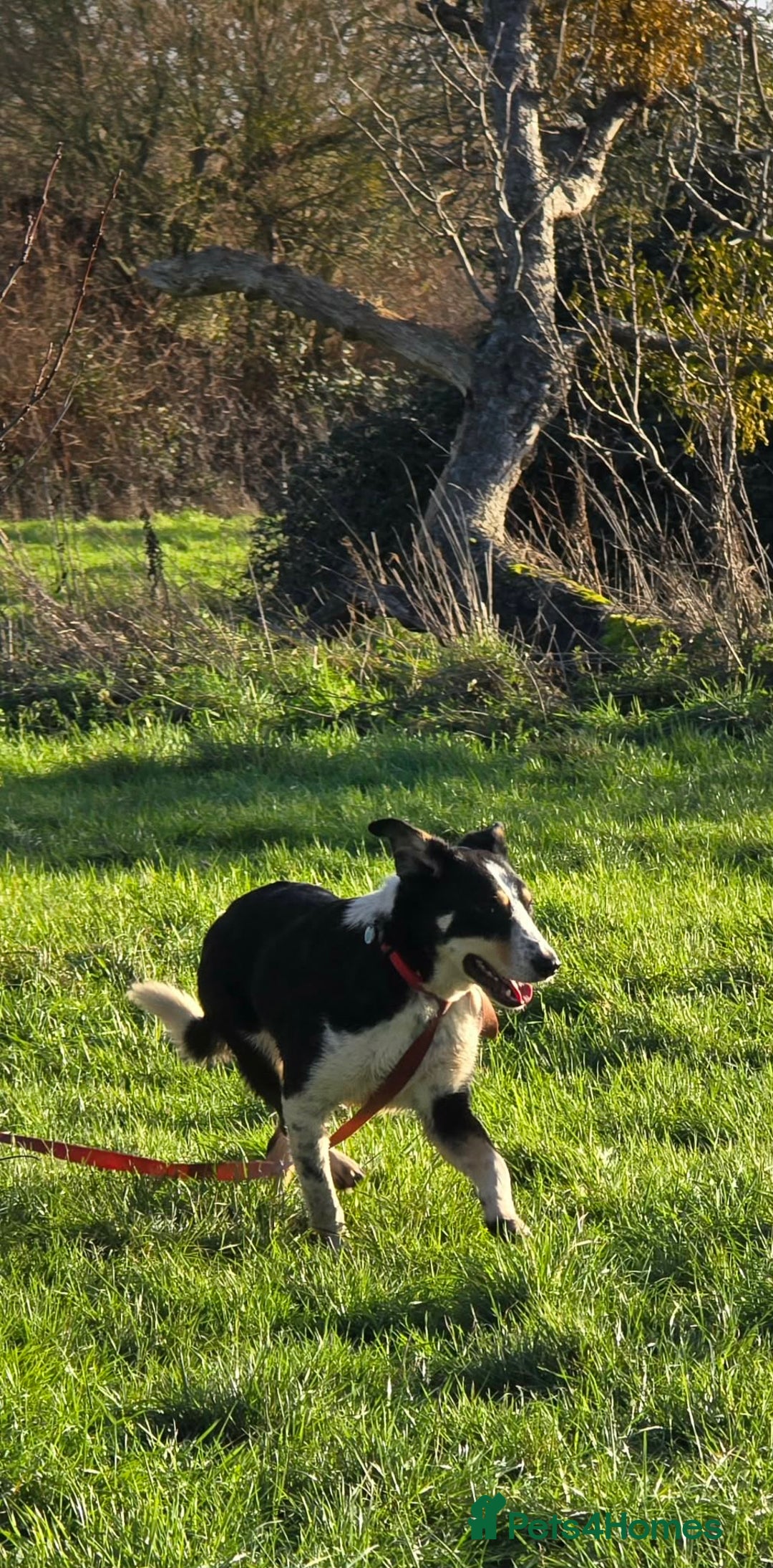 Mixed Breed dogs for adoption: TOMMY - Advert 5