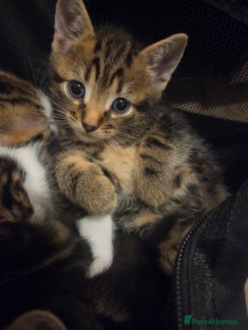 Mixed Breed cats - Advert 4