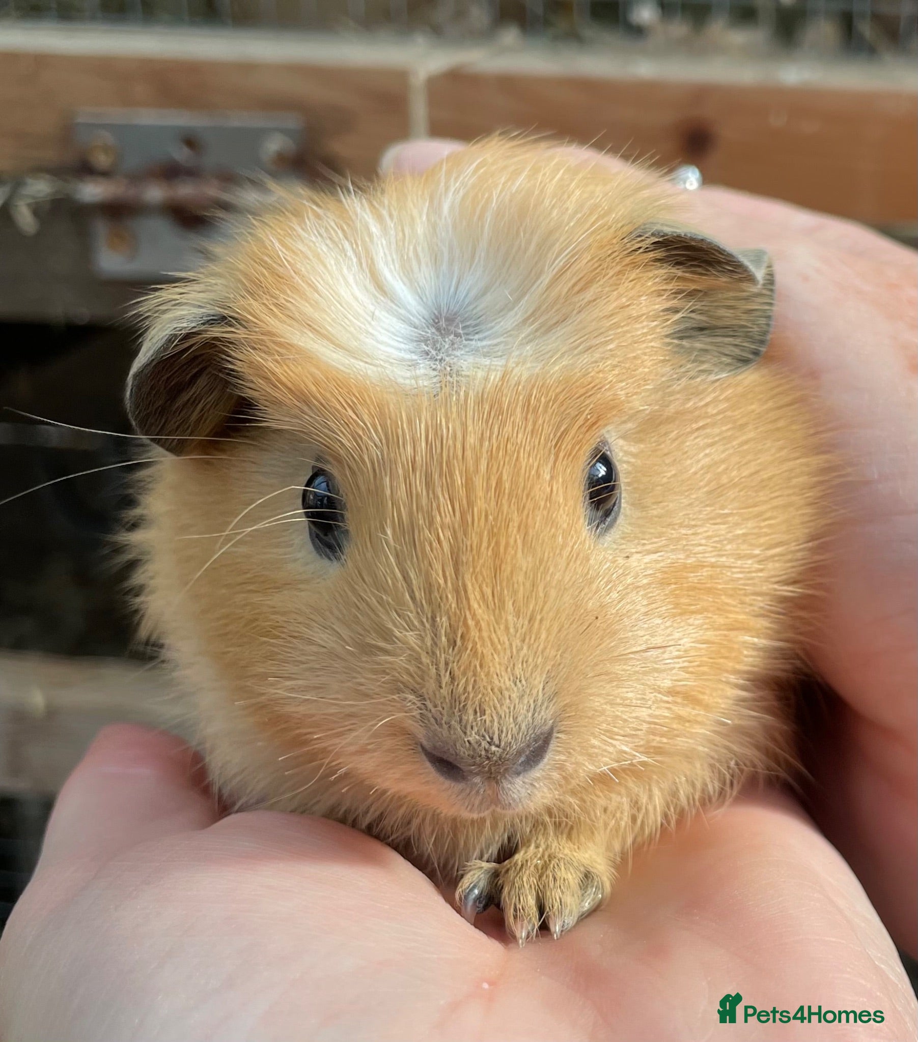 Guinea Pig rodents Lovely baby guinea pig boys - Advert 2