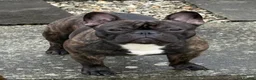 French Bulldog dogs for stud: Standard brindle stud  - Advert 3