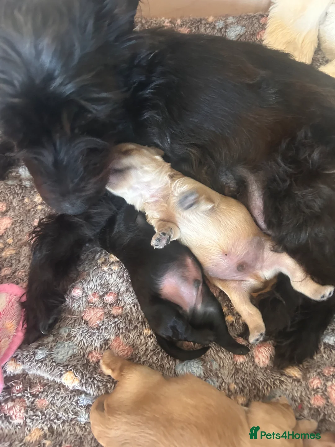 Yorkiepoo dogs for sale: Gorgeous Yorkiepoo’s - Advert 21