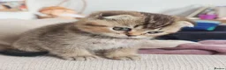 Scottish Fold cats for sale: Beautiful Scottish fold kittens READY NOW  - Advert 5