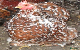 Hens poultry for sale: Millefleur Pekin pullets( female) 18.08.25. - Image 4