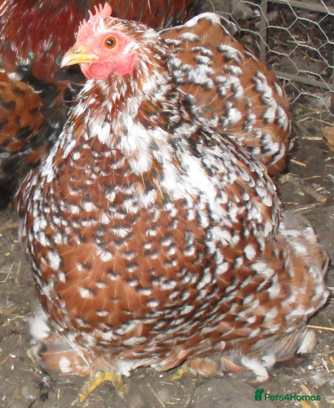 Hens poultry for sale: Millefleur Pekin pullets( female) 18.08.25. - Image 4