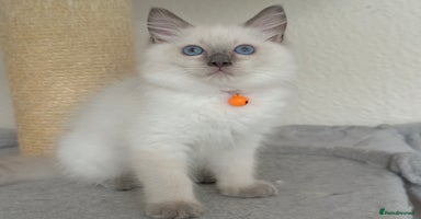 Ragdoll cats - Advert 7