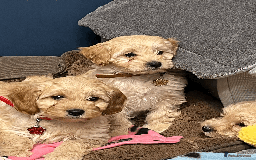 Cavapoochon dogs for sale: Cavapoochon puppies ready for new forever home💕 - Advert 18
