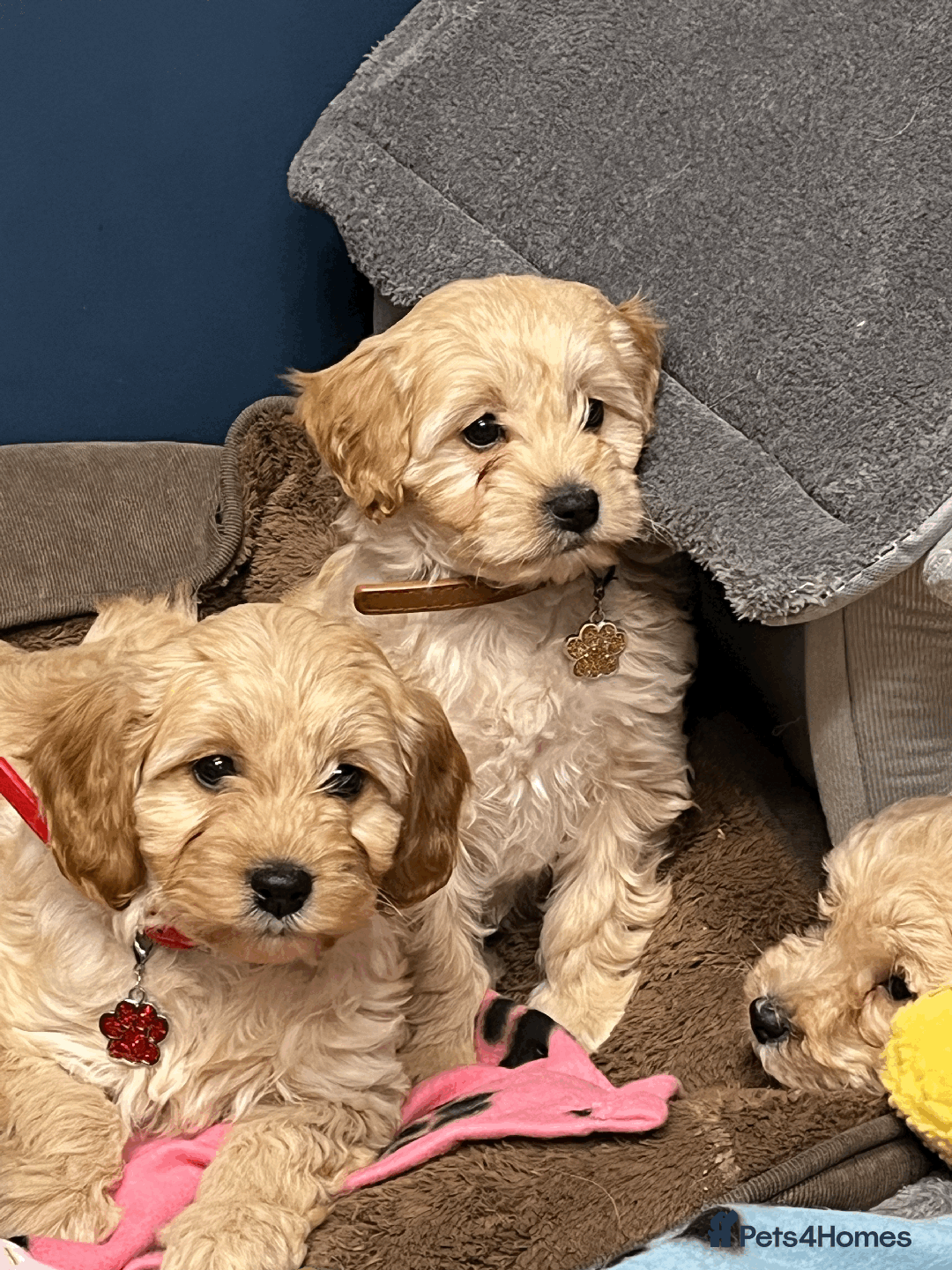 Cavapoochon dogs for sale: Cavapoochon puppies ready for new forever home💕 - Advert 18