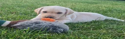 Labrador Retriever dogs for sale: Labrador Puppies – KC Reg & Health Tested Lines - Advert 12