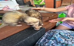 Ferret rodents for sale: 2 female and 1 male ferret - Image 7