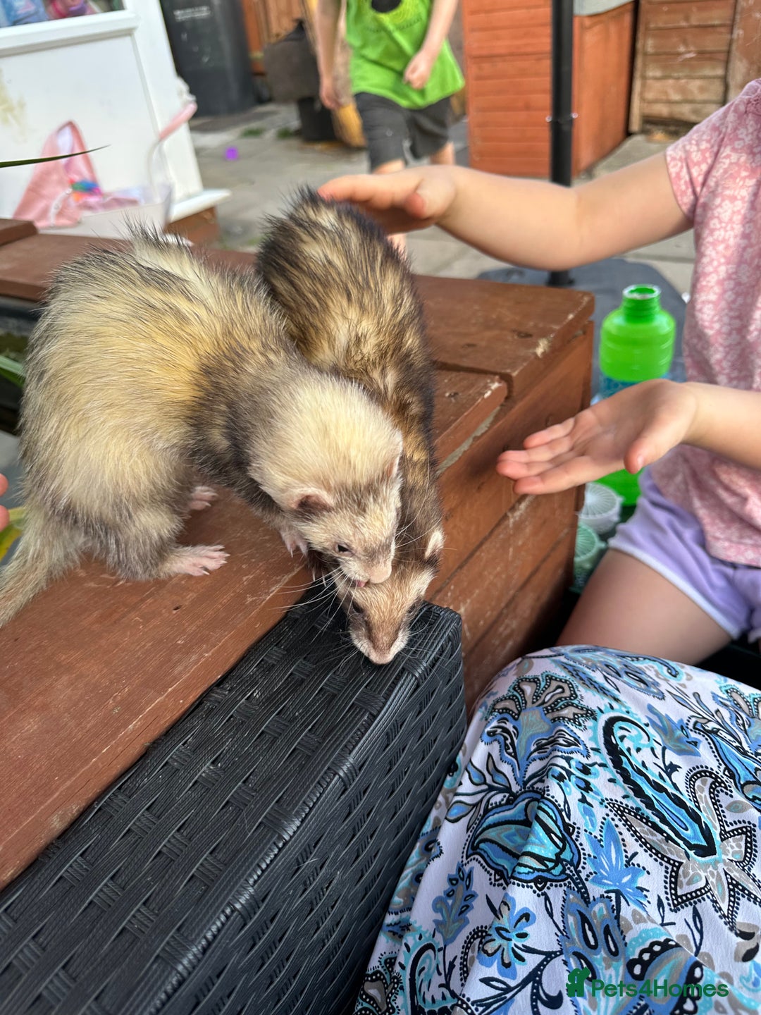 Ferret rodents for sale: 2 female and 1 male ferret - Image 7