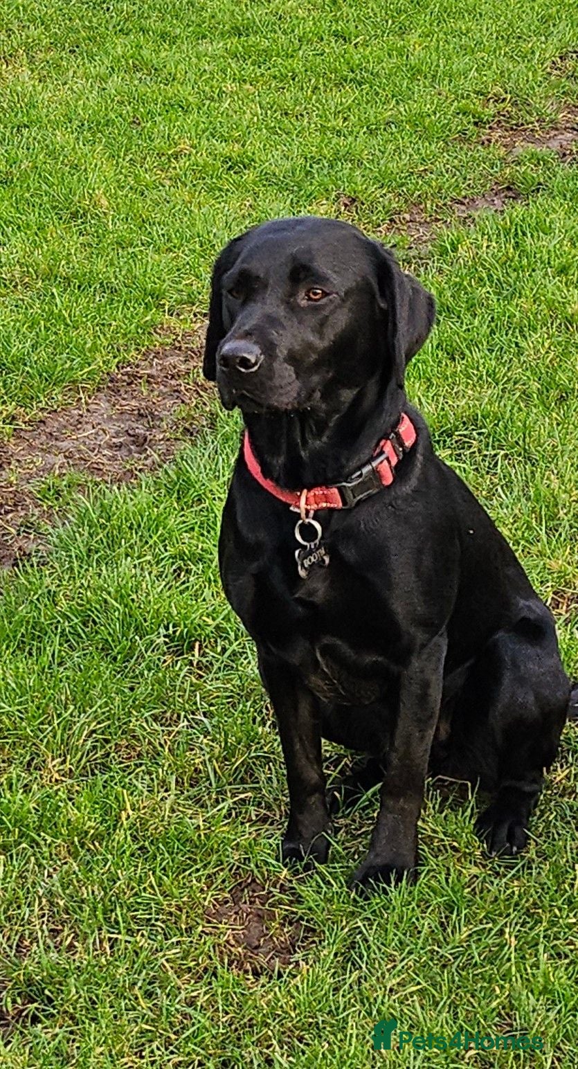 Labrador Retriever dogs Labrador Puppies KC Registered - Advert 2