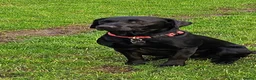 Labrador Retriever dogs for sale: Labrador Puppies KC Registered - Advert 3