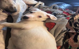 Mixed Breed dogs for sale: Lurcher x wiggy pups - Image 10