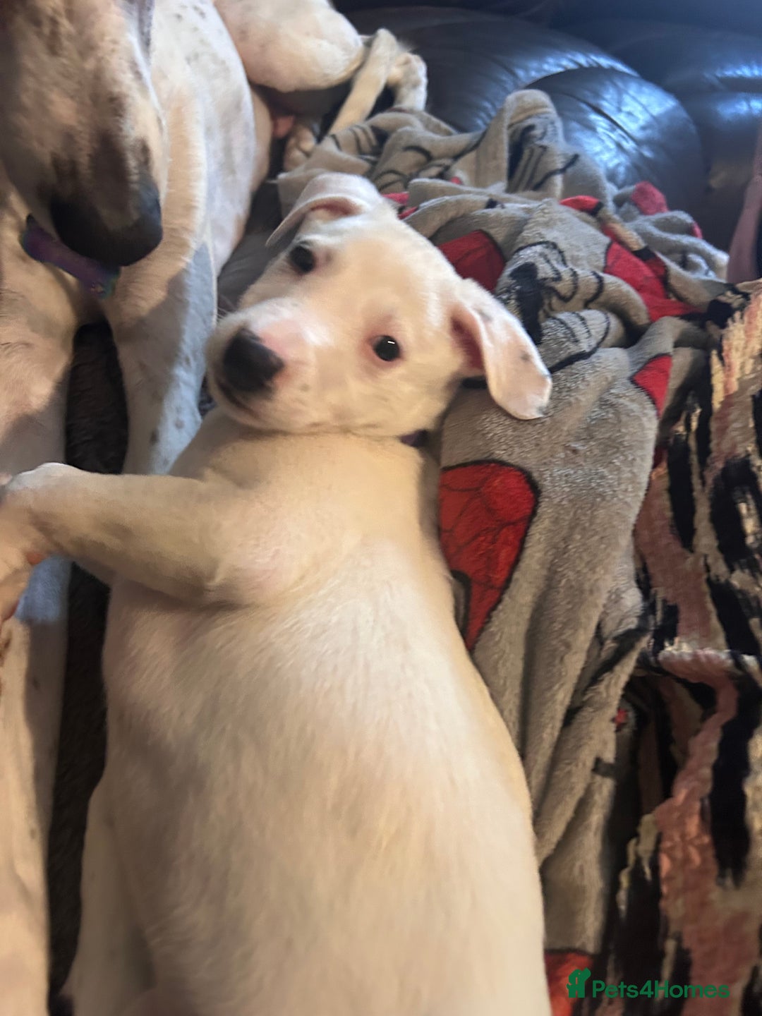 Mixed Breed dogs for sale: Lurcher x wiggy pups - Image 10